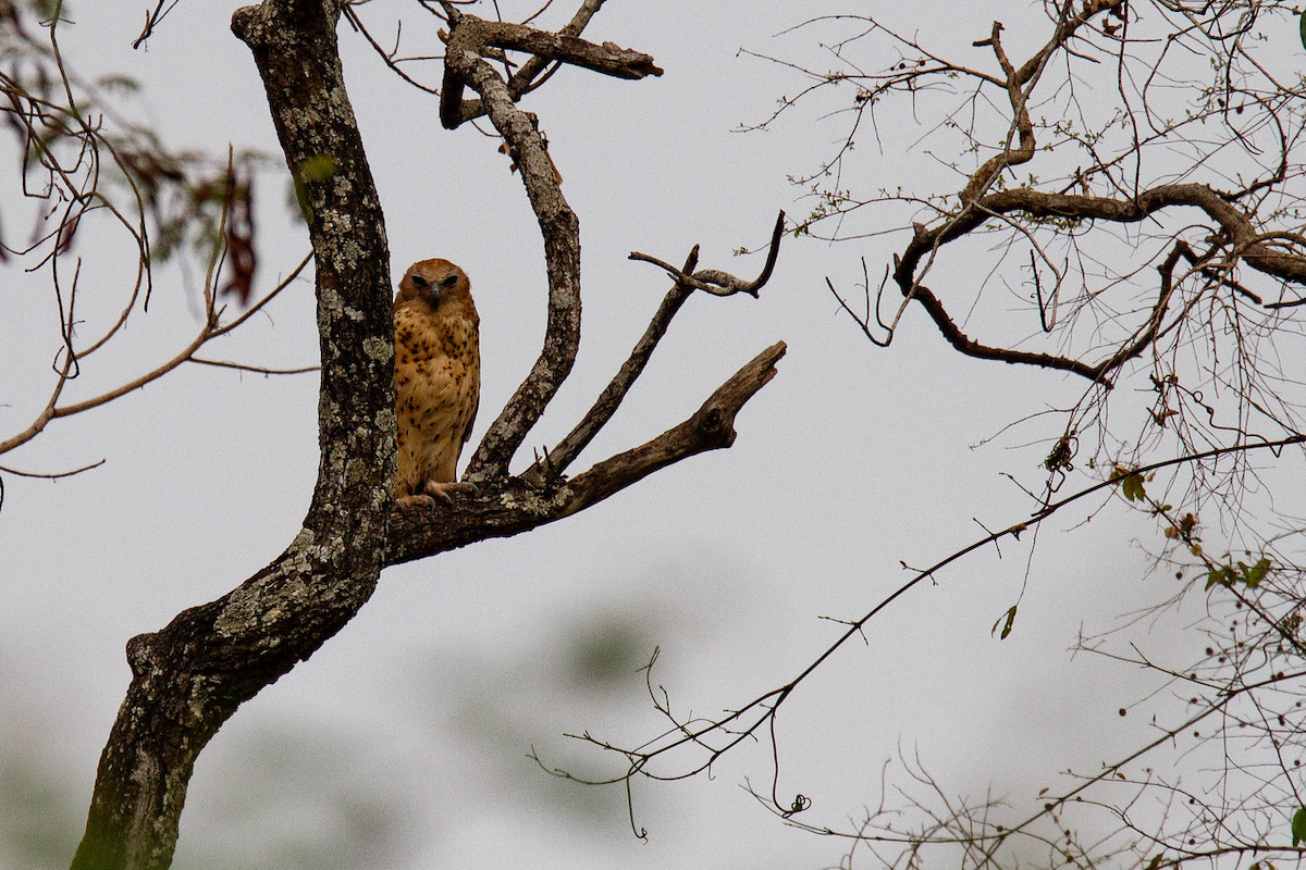 Pel's Fishing-Owl - ML122765061