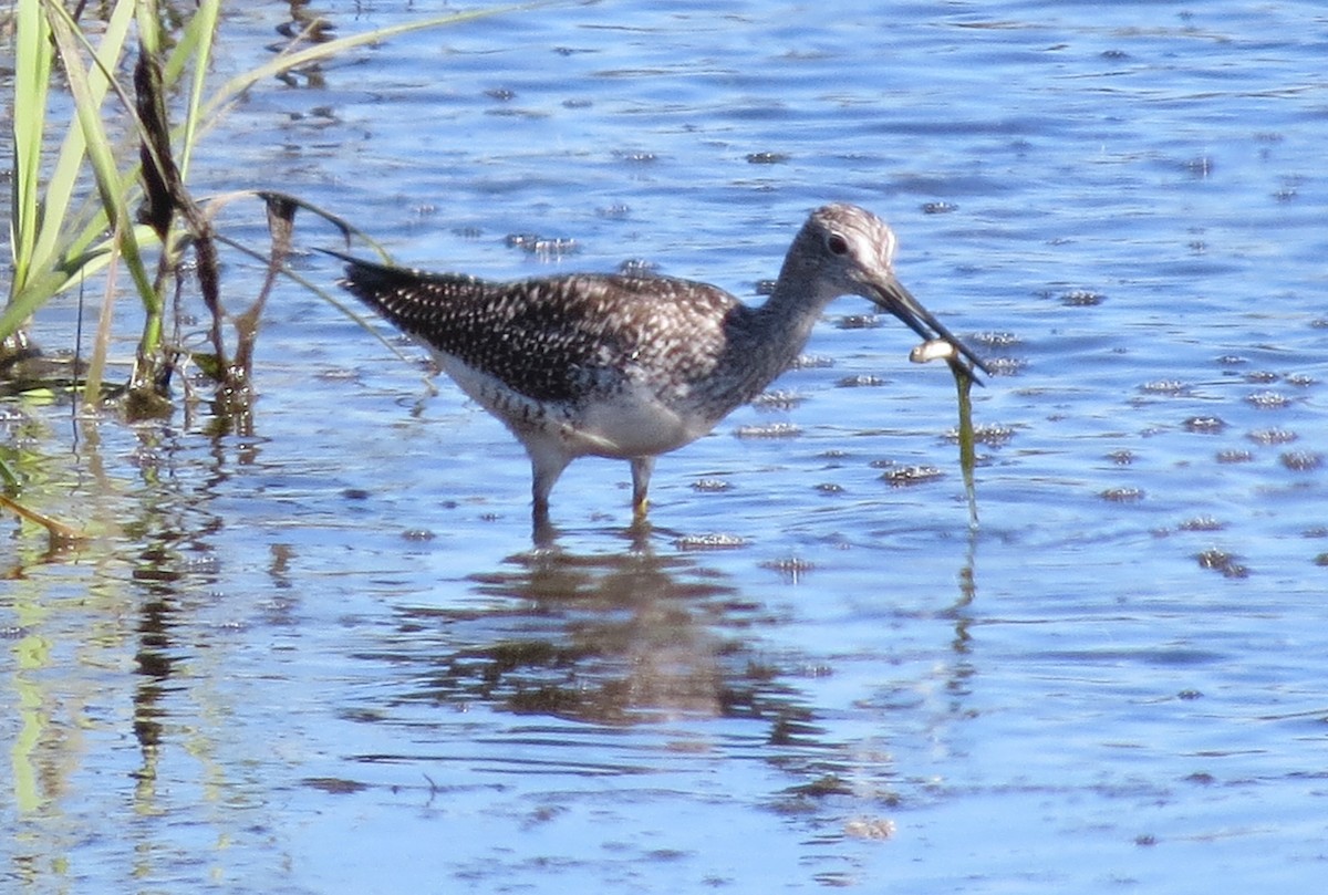 Greater Yellowlegs - James Hirtle