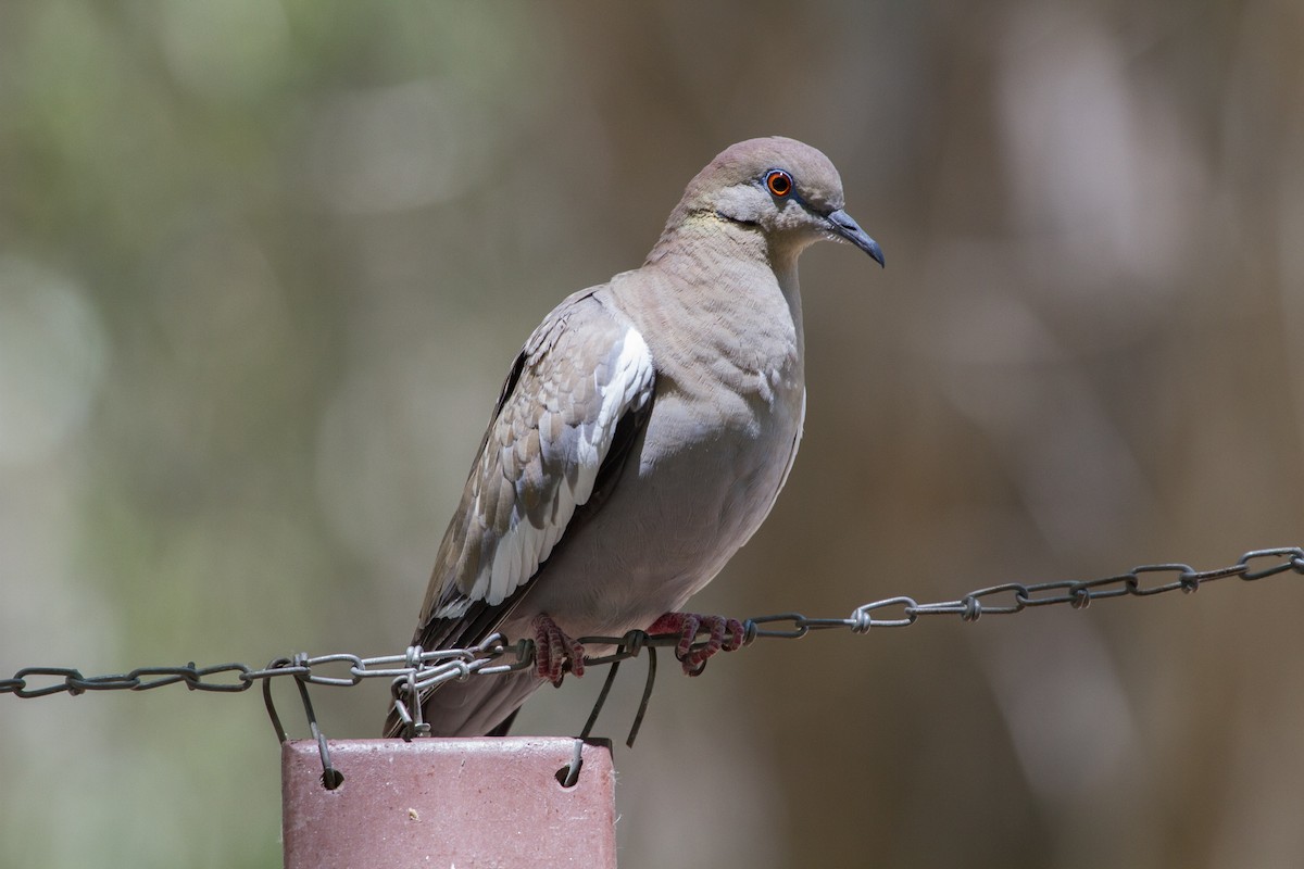 White-winged Dove - Brad Dawson