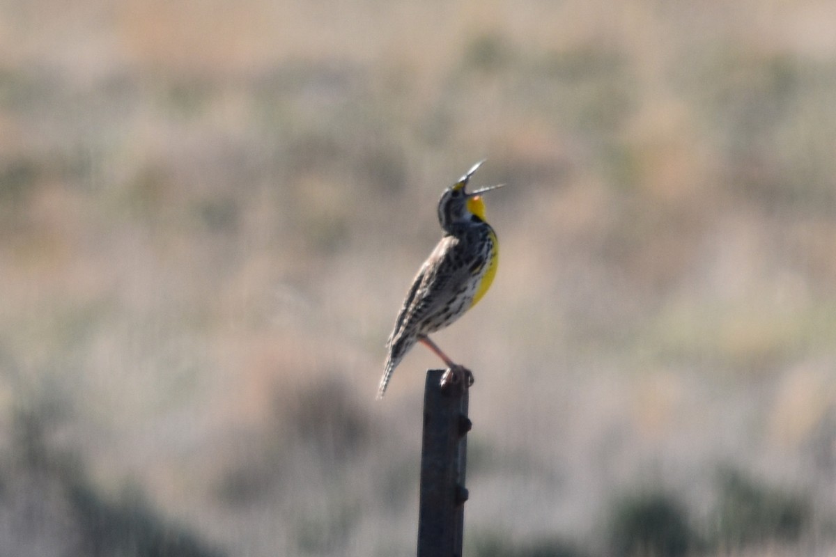 Western Meadowlark - ML122770931