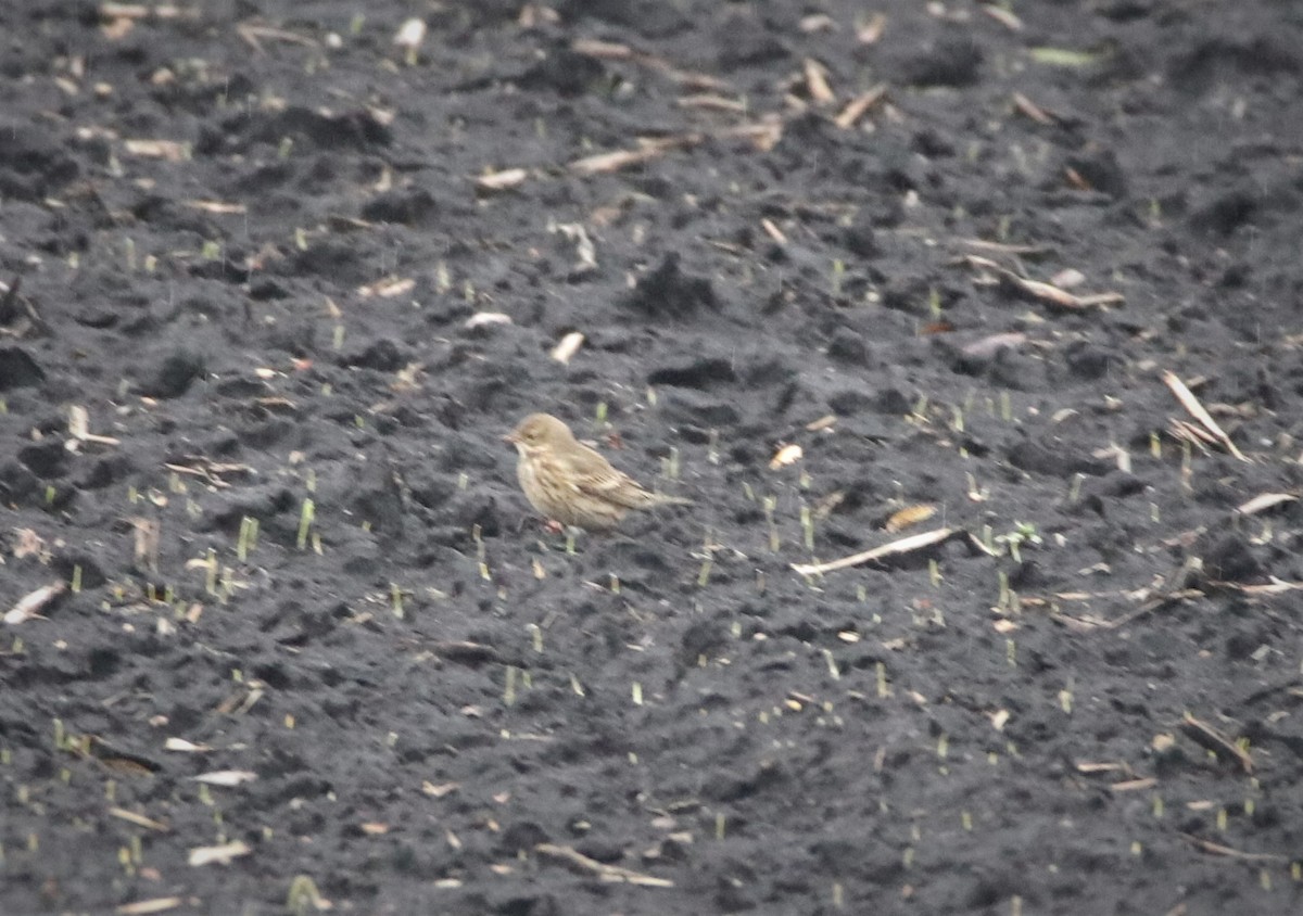 American Pipit - ML122771591