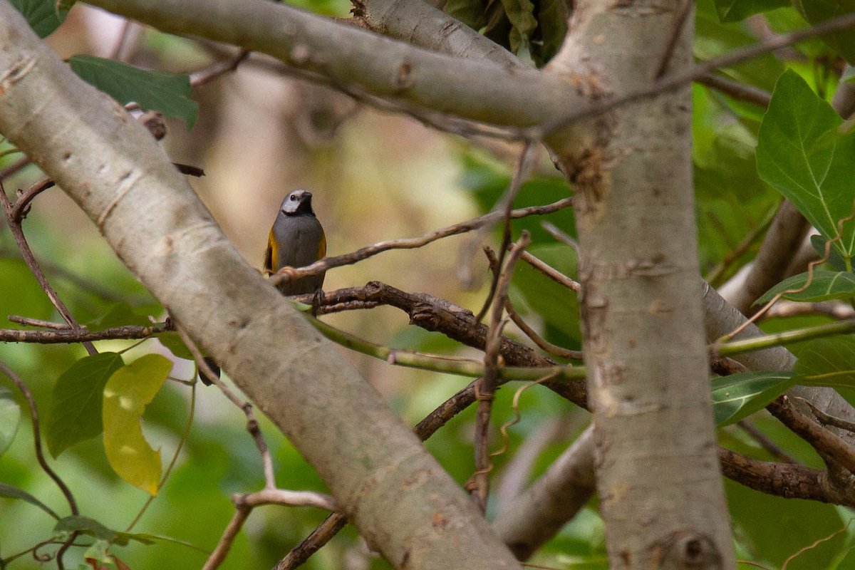 Gray-headed Oliveback - Robert Tizard