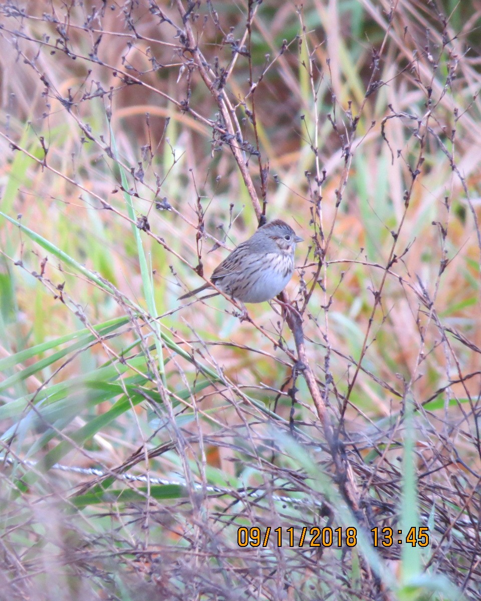 Lincoln's Sparrow - ML122773711