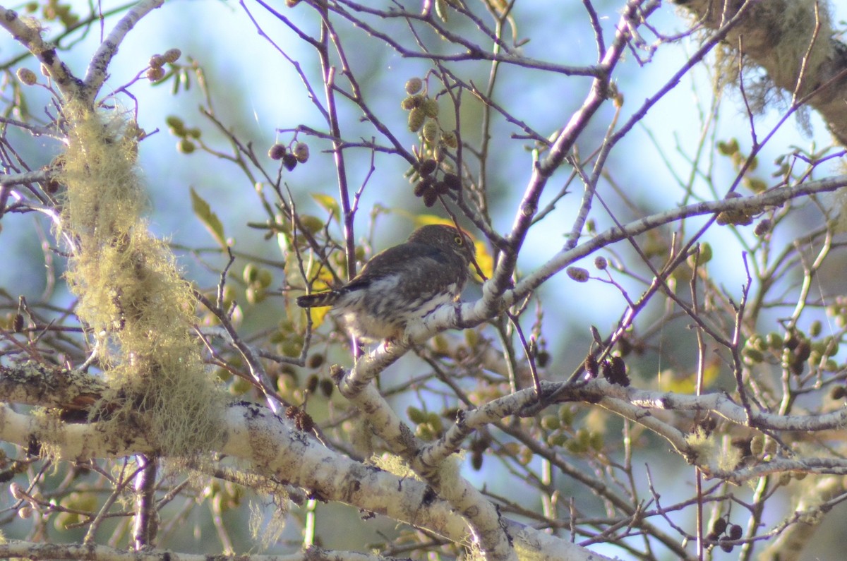 Northern Pygmy-Owl (Pacific) - ML122773921