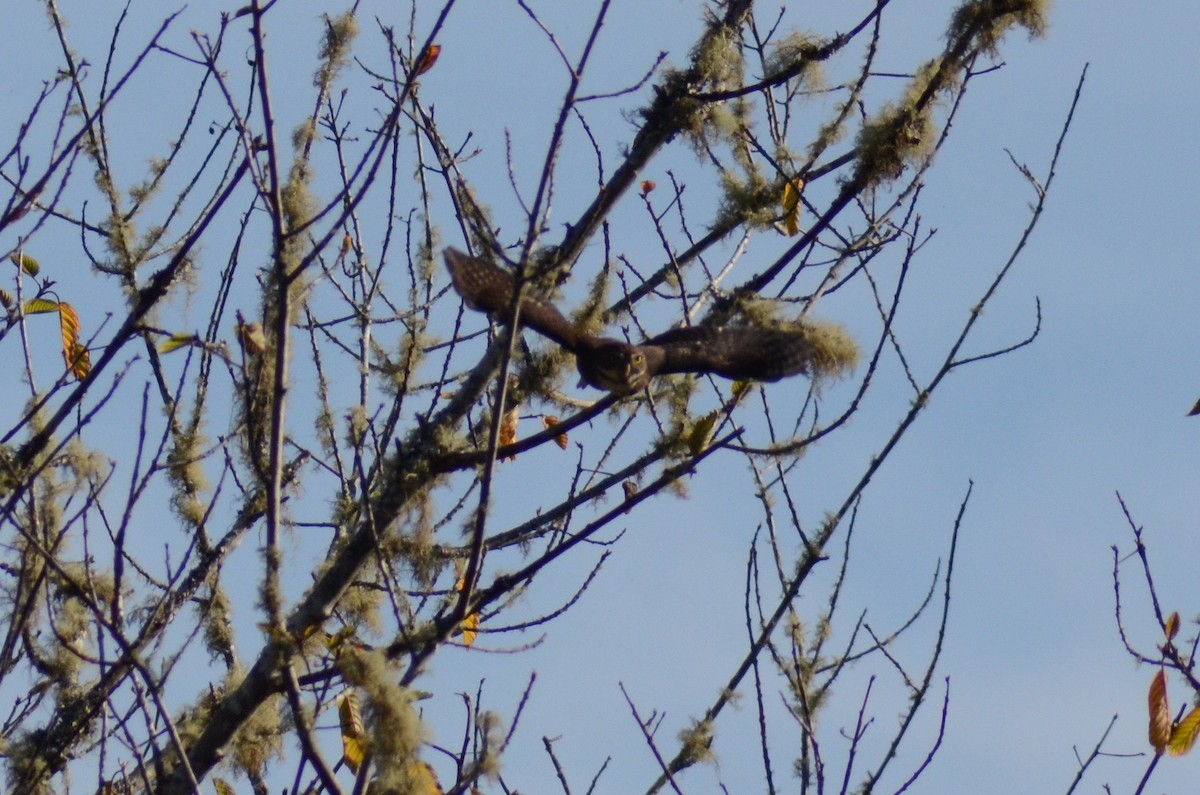 Northern Pygmy-Owl (Pacific) - ML122773961