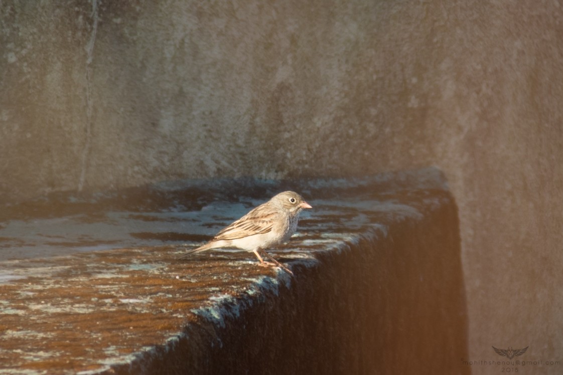 Gray-necked Bunting - ML122774991