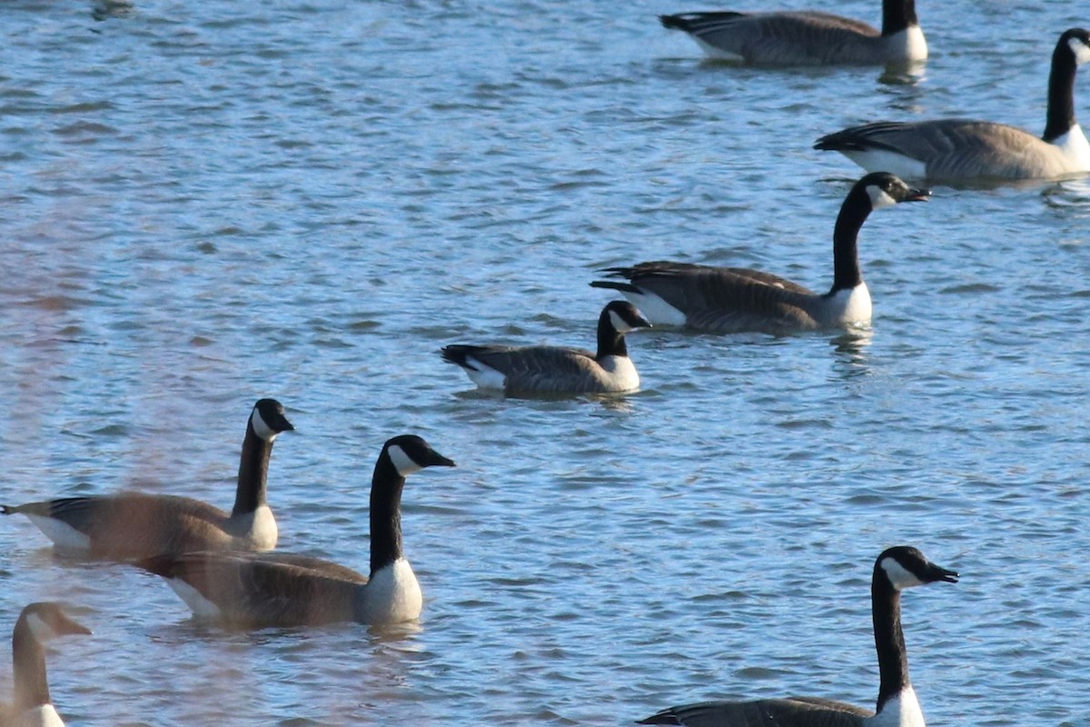 Cackling Goose - ML122775301