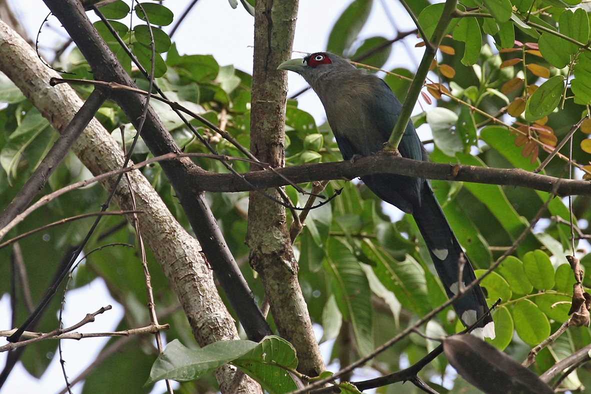 Black-bellied Malkoha - ML122777621