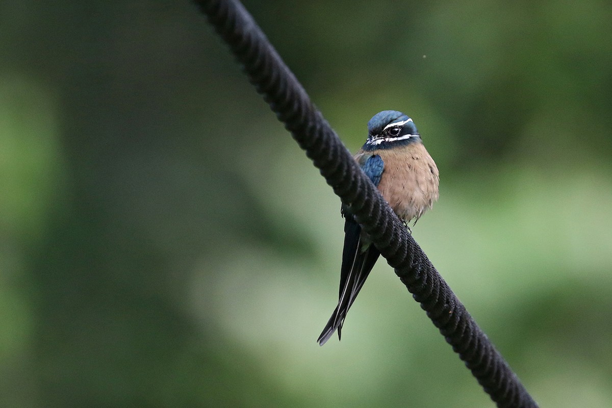 Whiskered Treeswift - Charley Hesse TROPICAL BIRDING