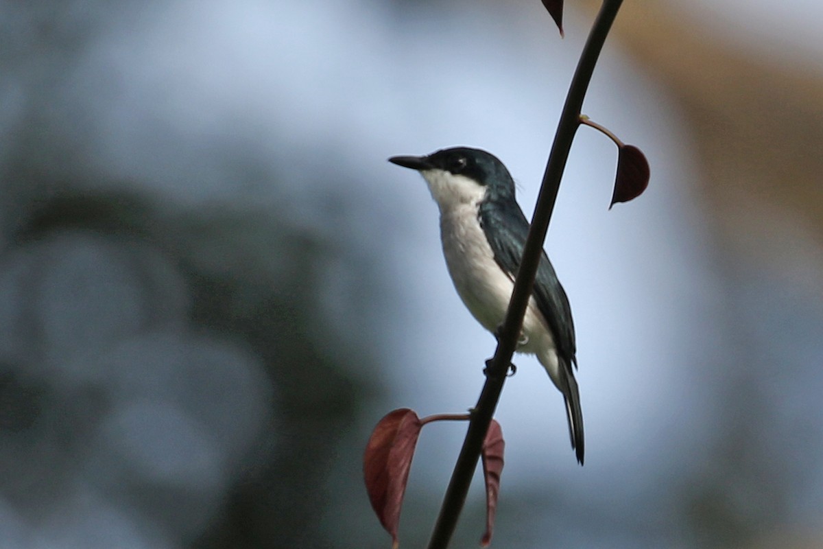 Black-winged Flycatcher-shrike - ML122780601