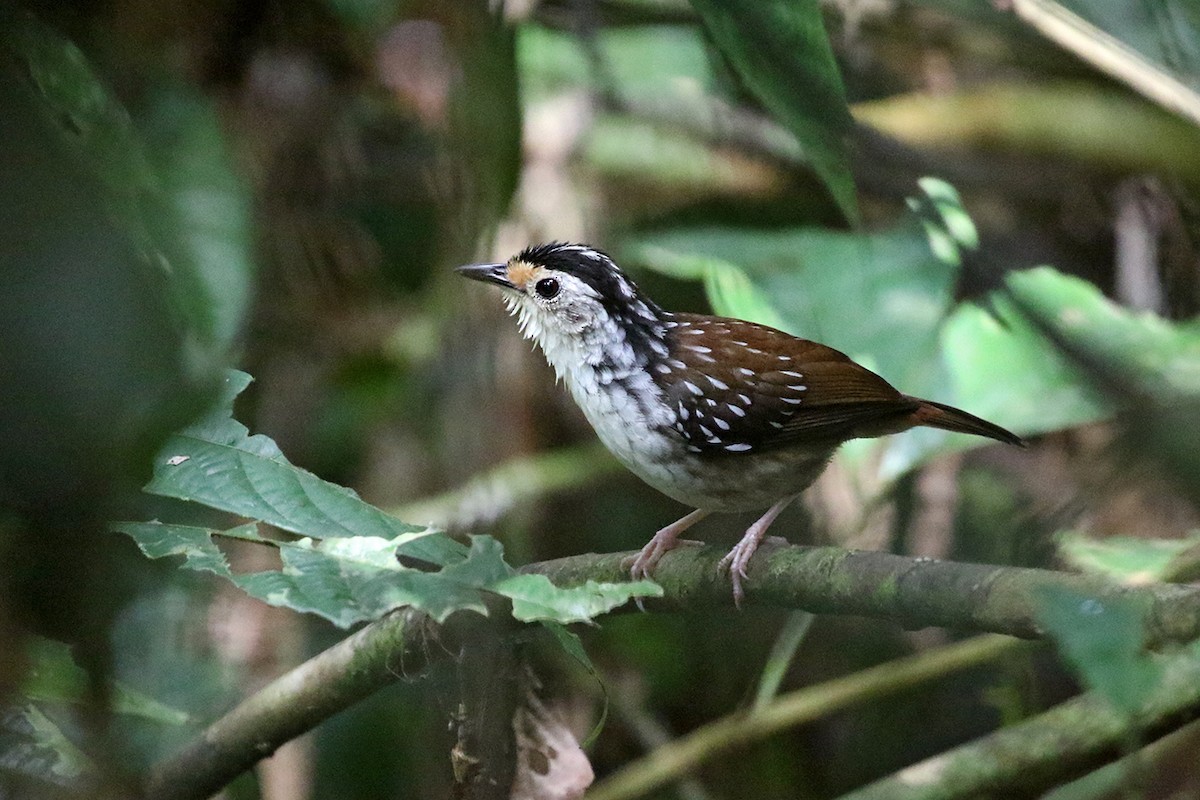 Striped Wren-Babbler - ML122780971