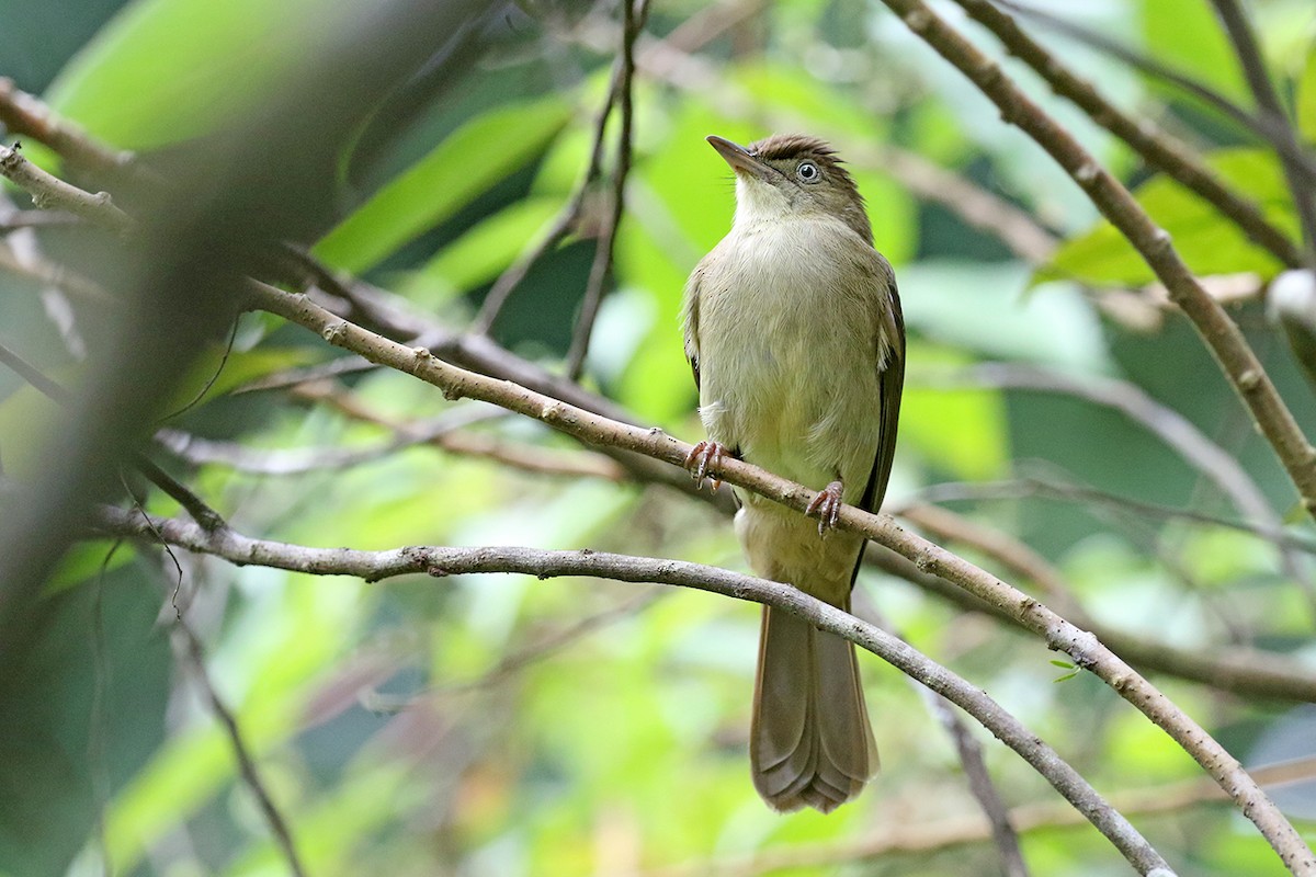 Charlotte's Bulbul - Charley Hesse TROPICAL BIRDING