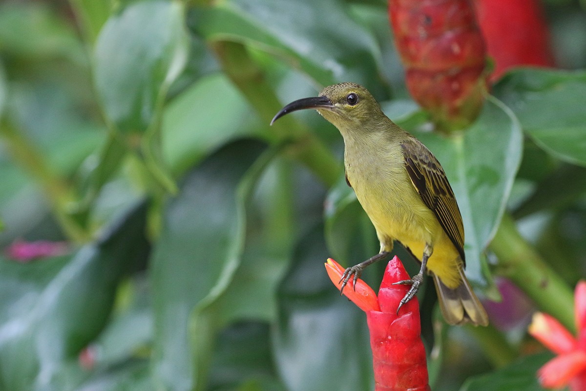 Thick-billed Spiderhunter - Charley Hesse • Naturally Adventurous Podcast