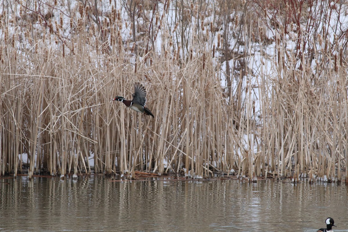 Wood Duck - ML122783121