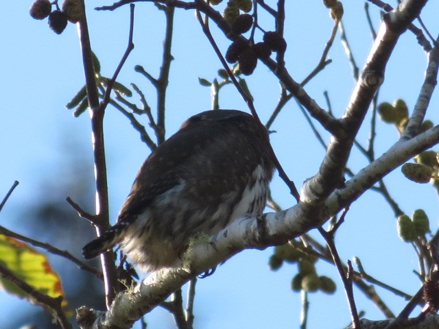 Northern Pygmy-Owl (Pacific) - ML122783131