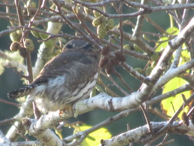 Northern Pygmy-Owl (Pacific) - ML122783141