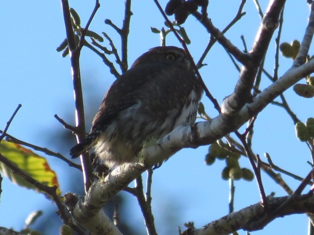 Northern Pygmy-Owl (Pacific) - ML122783151