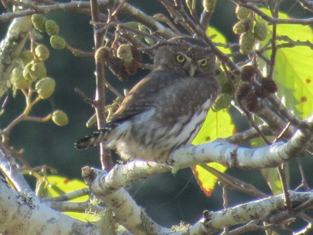Northern Pygmy-Owl (Pacific) - ML122783161