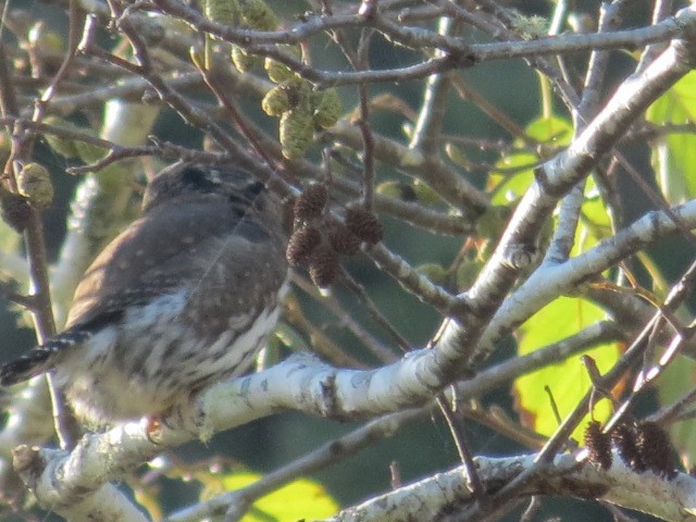 Northern Pygmy-Owl (Pacific) - ML122783171
