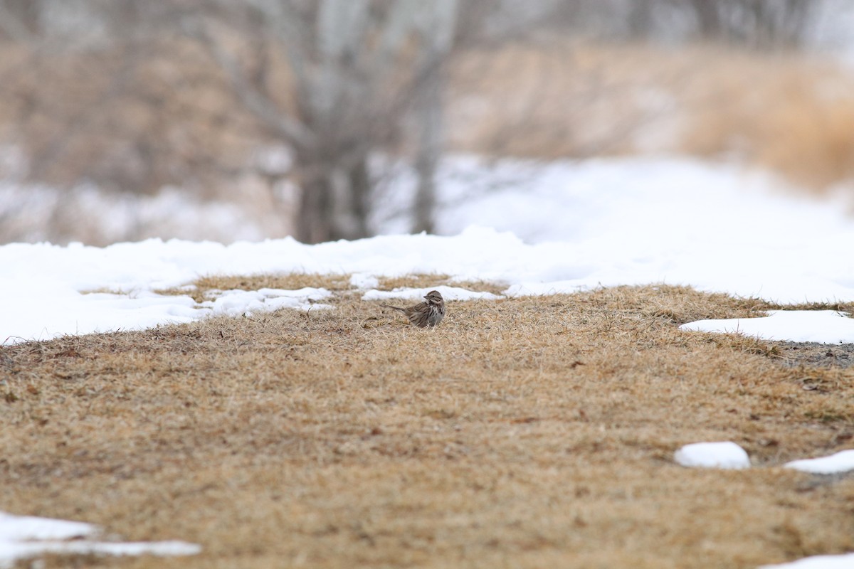 Song Sparrow - ML122783211