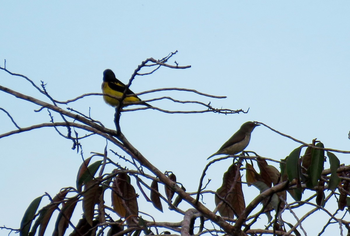 Yellow-bellied Dacnis - ML122783241