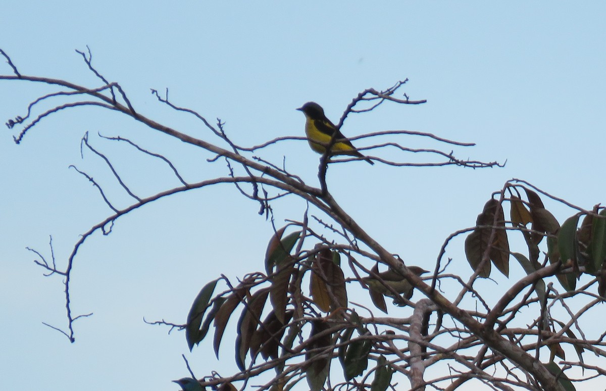 Yellow-bellied Dacnis - ML122783251