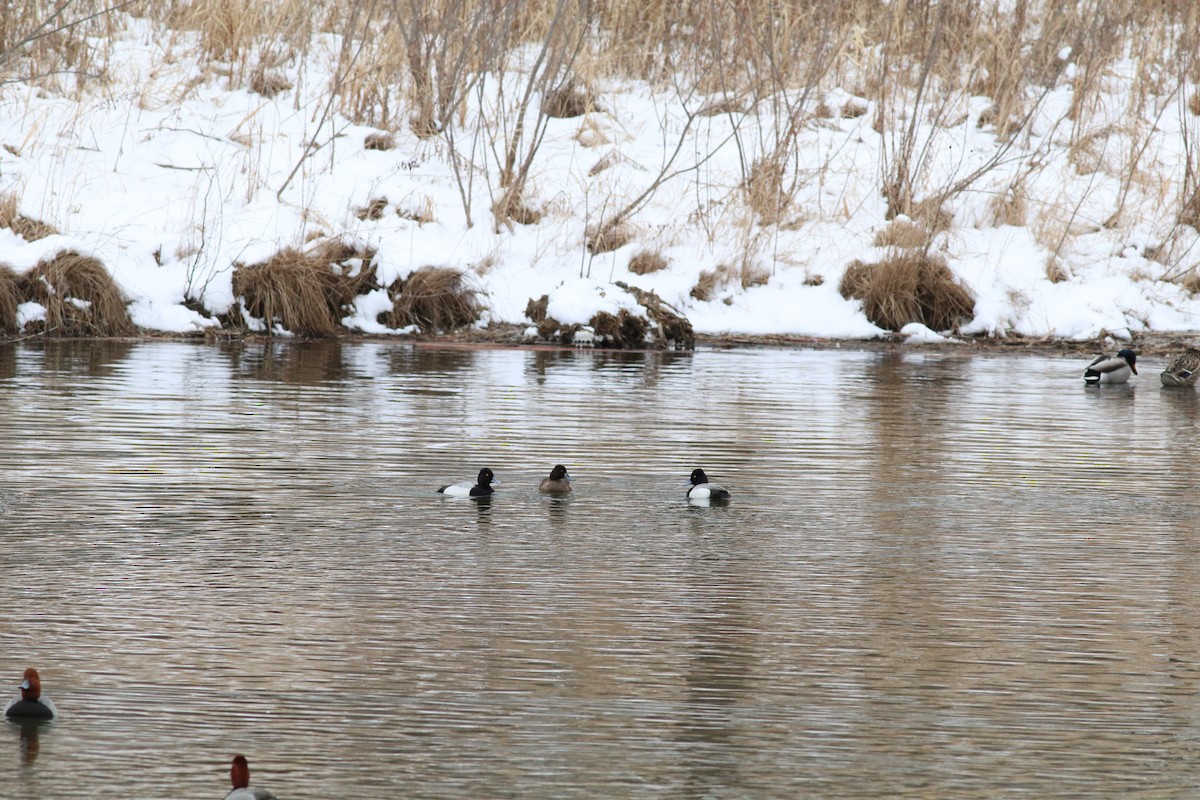 Lesser Scaup - ML122783271