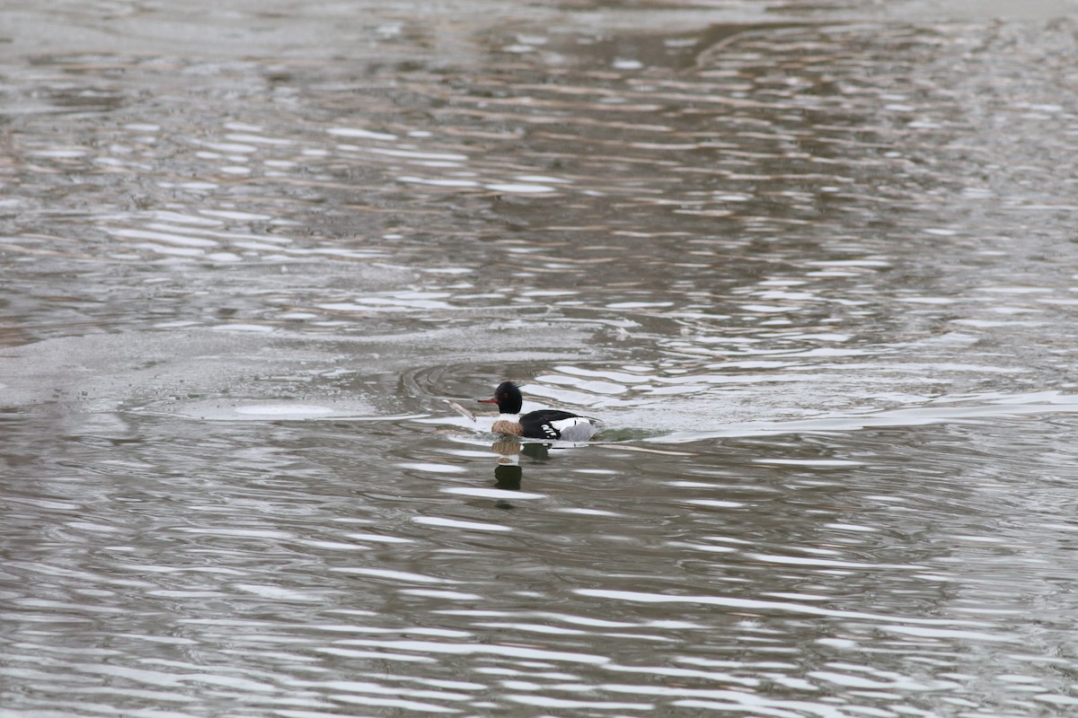 Red-breasted Merganser - ML122783301