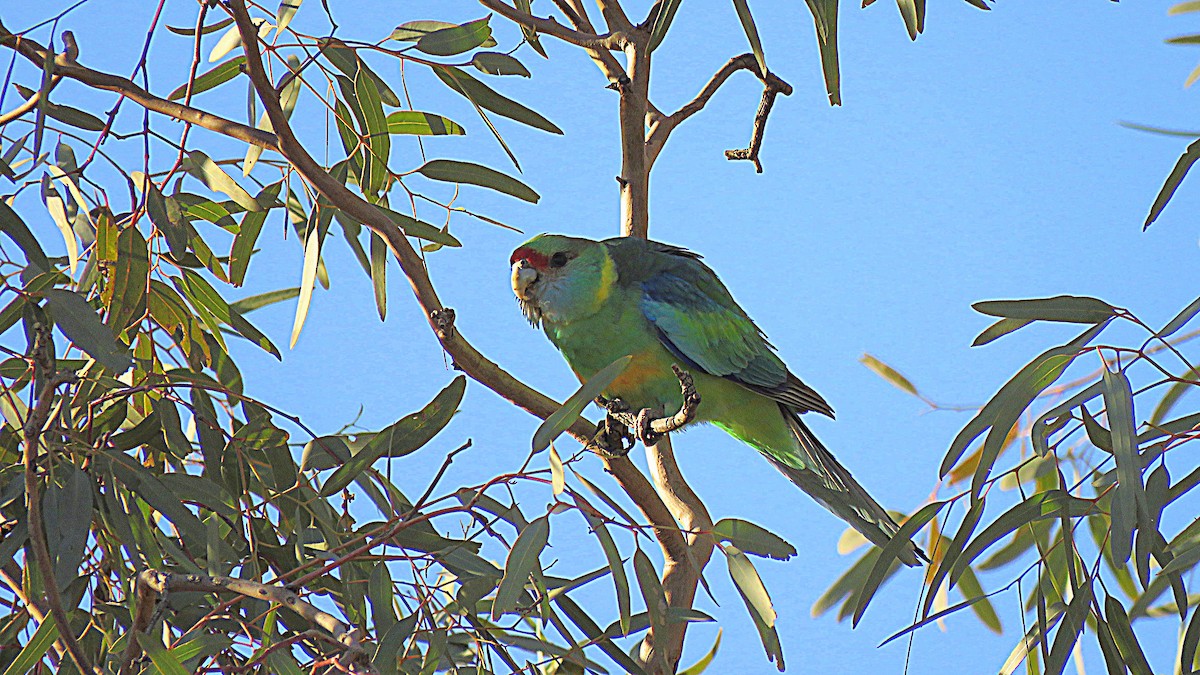 Australian Ringneck - ML122783851