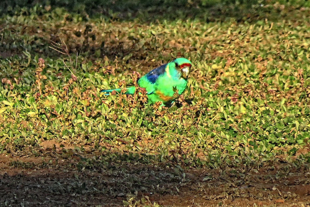 Australian Ringneck - ML122783861