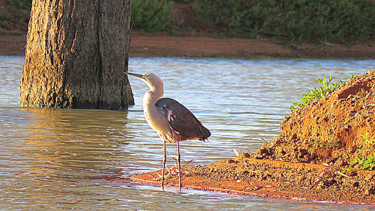 Pacific Heron - ML122783871