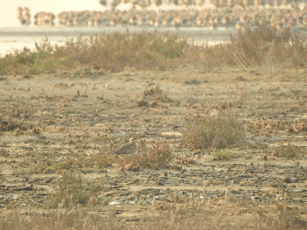 American Golden-Plover - ML122783971