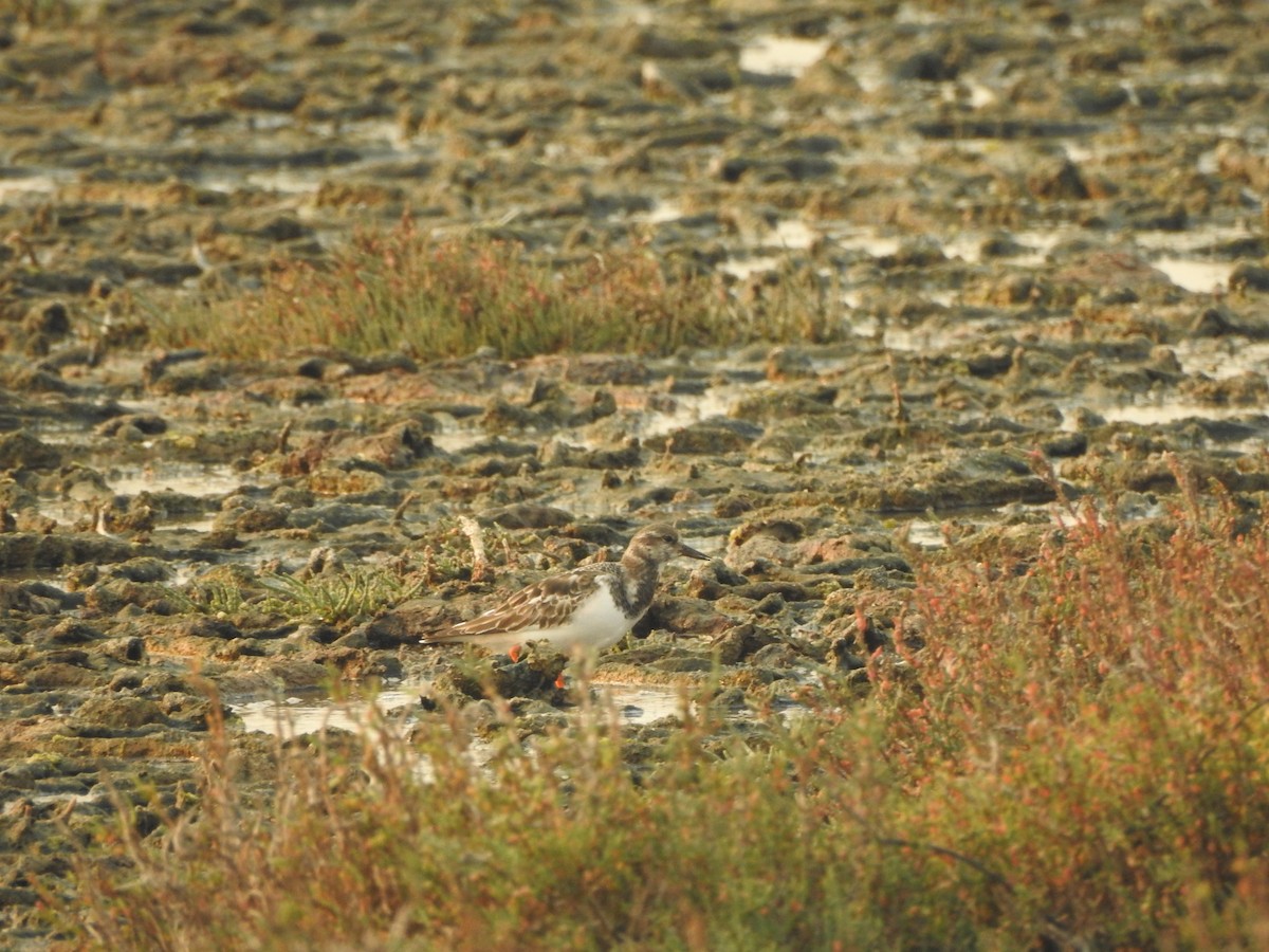 Ruddy Turnstone - ML122784321