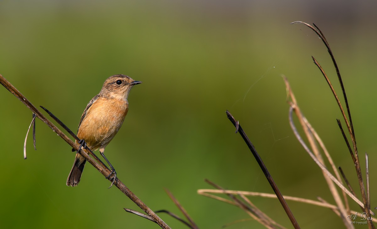 Siberian Stonechat (Siberian) - ML122785831