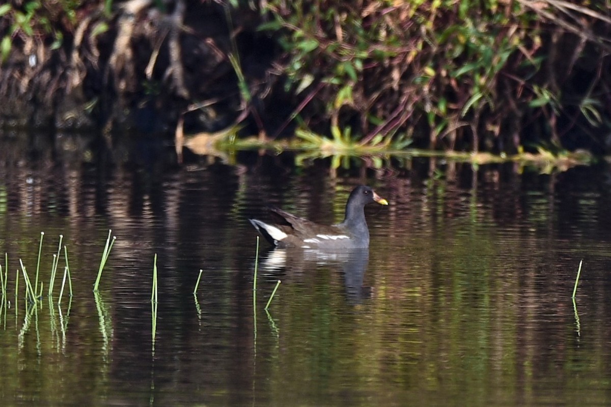 Eurasian Moorhen - ML122787281