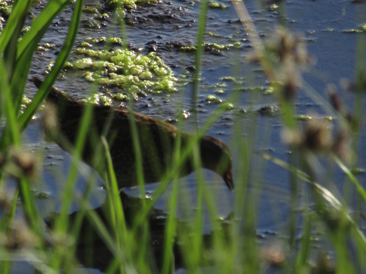 Spotted Crake - ML122790521