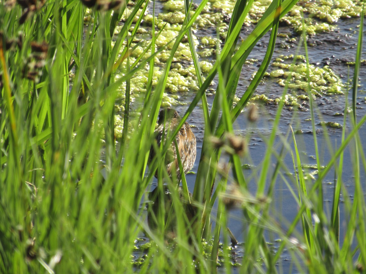 Spotted Crake - ML122790531