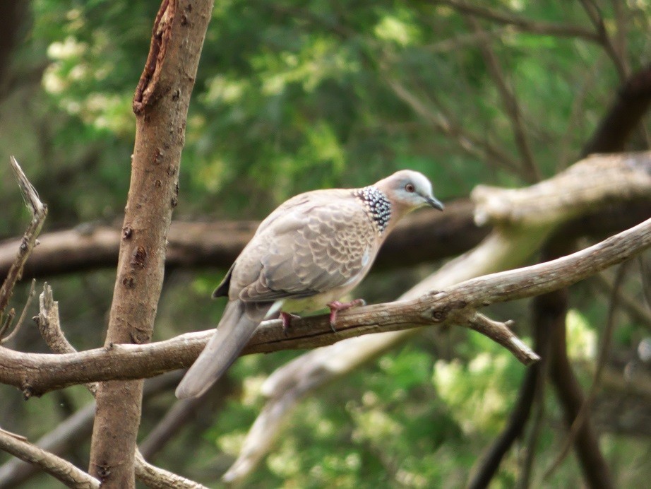 Spotted Dove - ML122791341