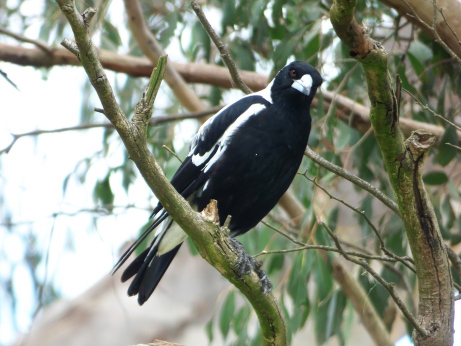 Australian Magpie (White-backed) - ML122791501