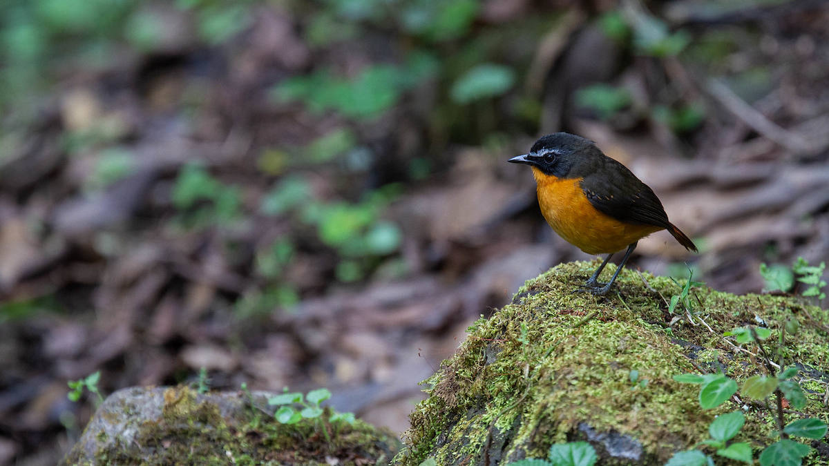 Mountain Robin-Chat - Robert Tizard