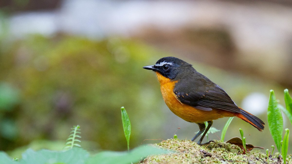 Mountain Robin-Chat - Robert Tizard