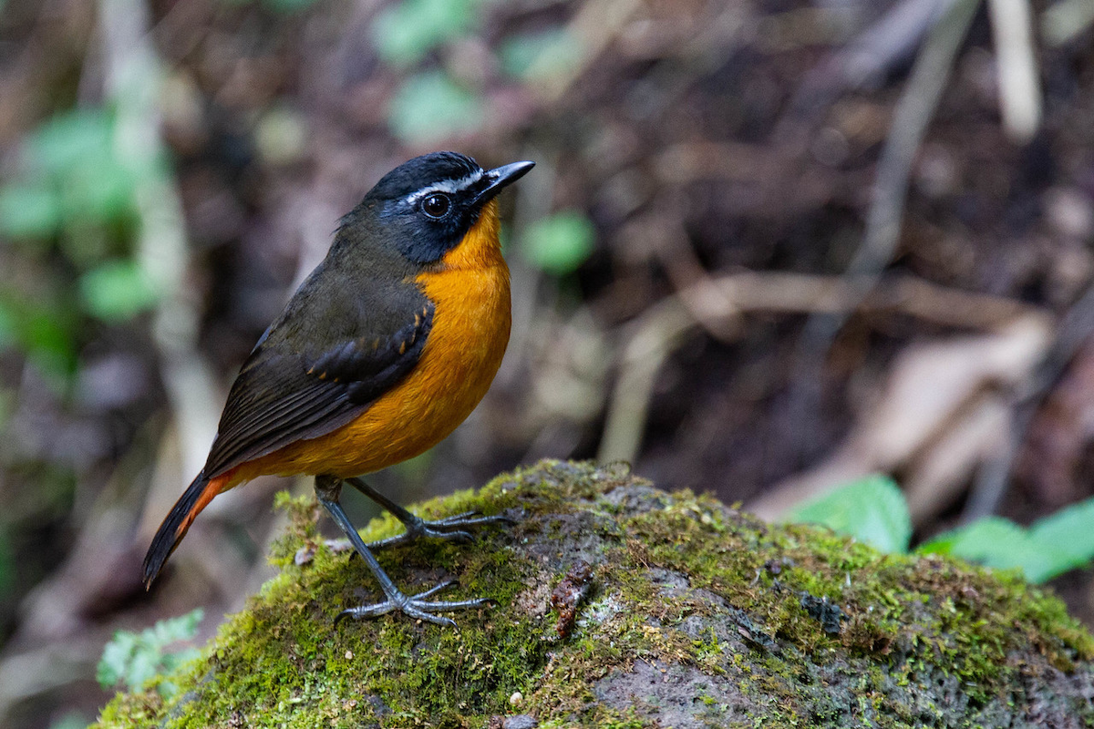 Mountain Robin-Chat - Robert Tizard