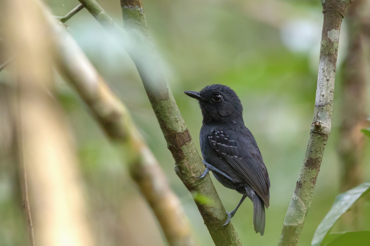 Plumbeous Antvireo - ML122794121