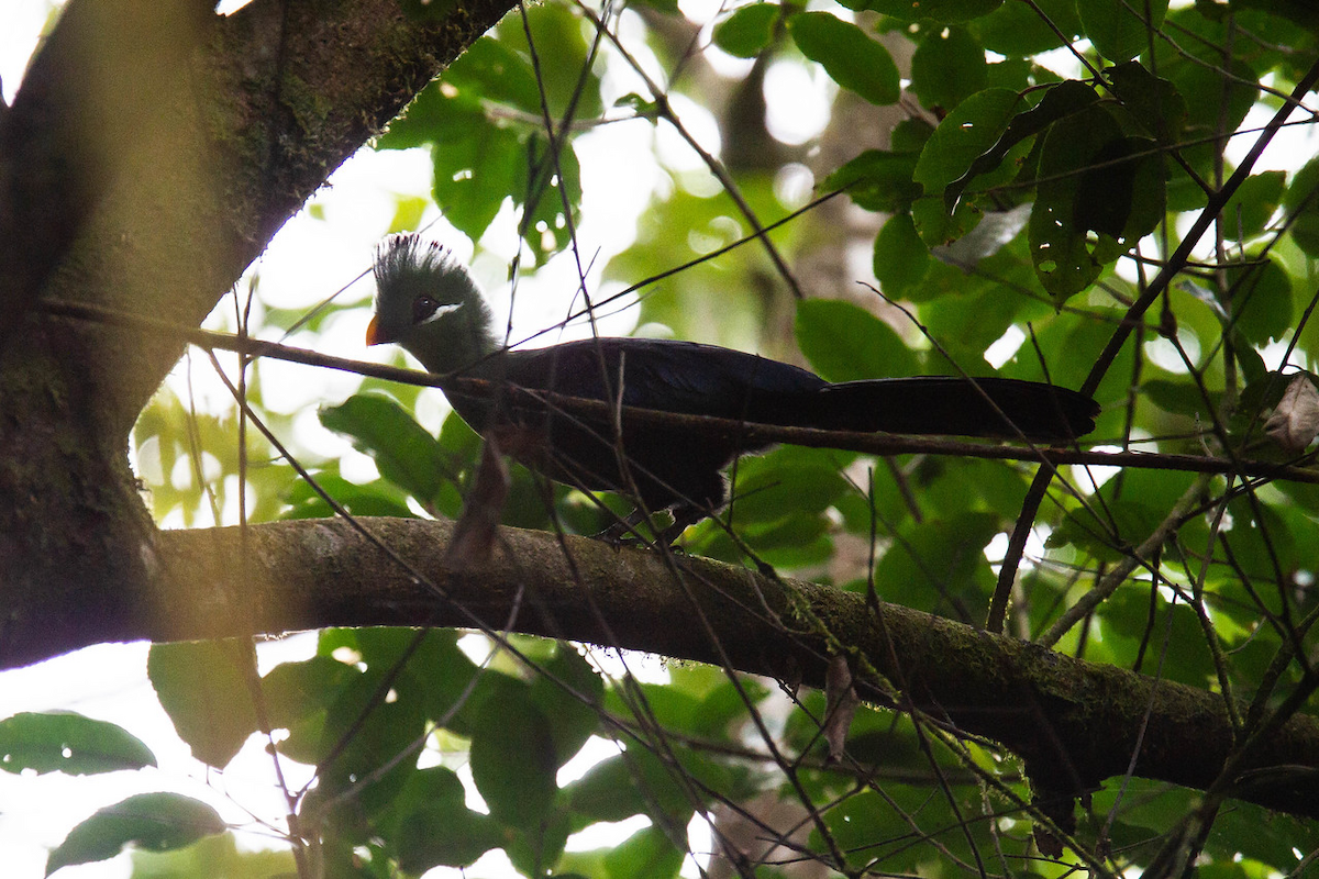 Yellow-billed Turaco (Verreaux's) - ML122794141