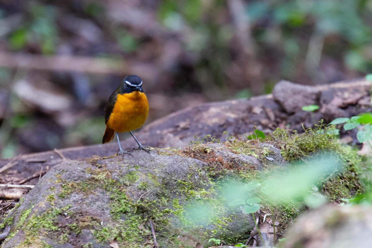 Mountain Robin-Chat - Robert Tizard