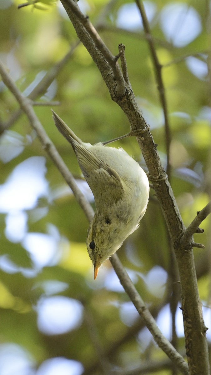 Mosquitero del Cáucaso - ML122794411