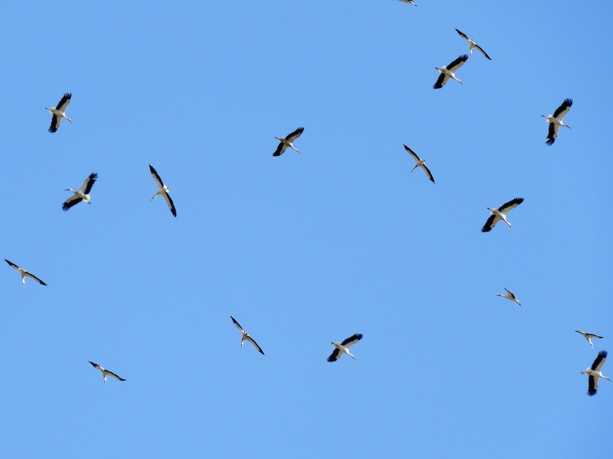 Zikoina zuria - ML122795301