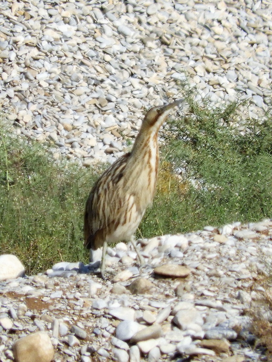 Txori zezen arrunta - ML122795361