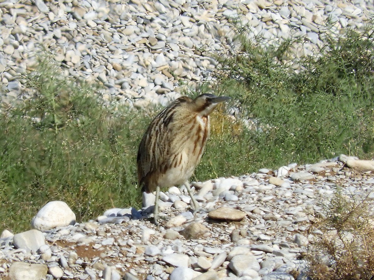 Txori zezen arrunta - ML122795401