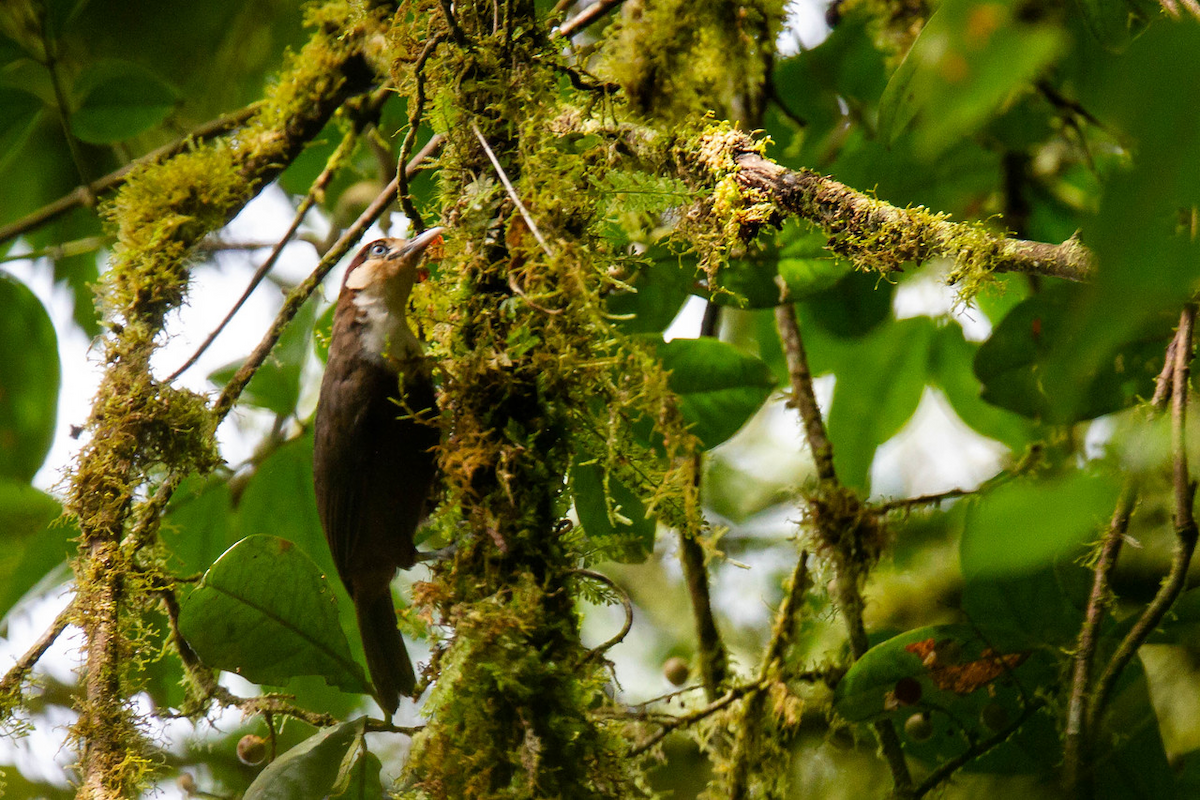 White-throated Mountain-Babbler - ML122795591